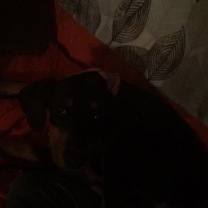 Meet your Posher, Trisha